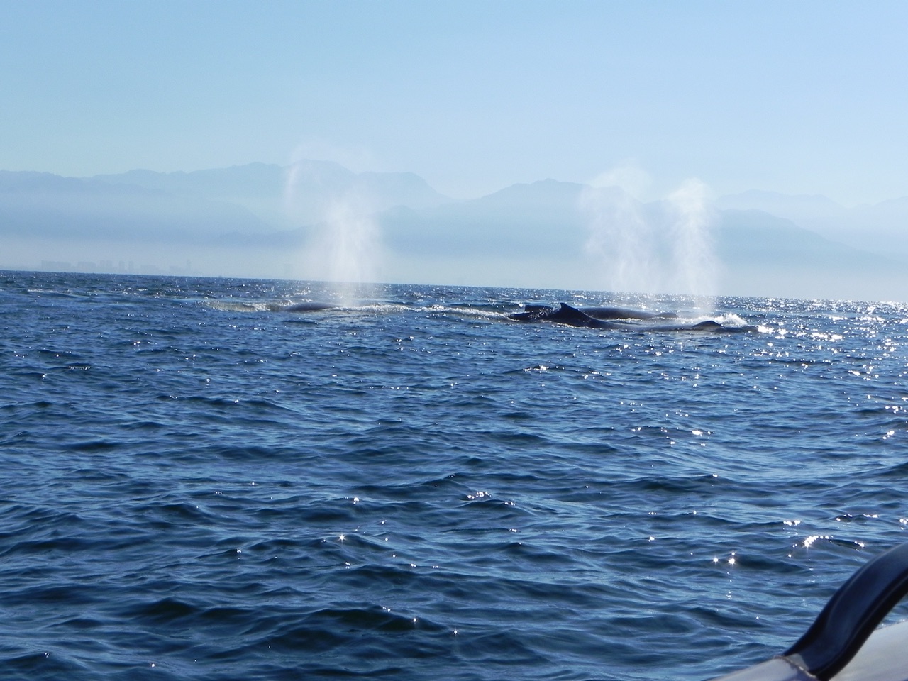 Large breeding pod of Humpback whales