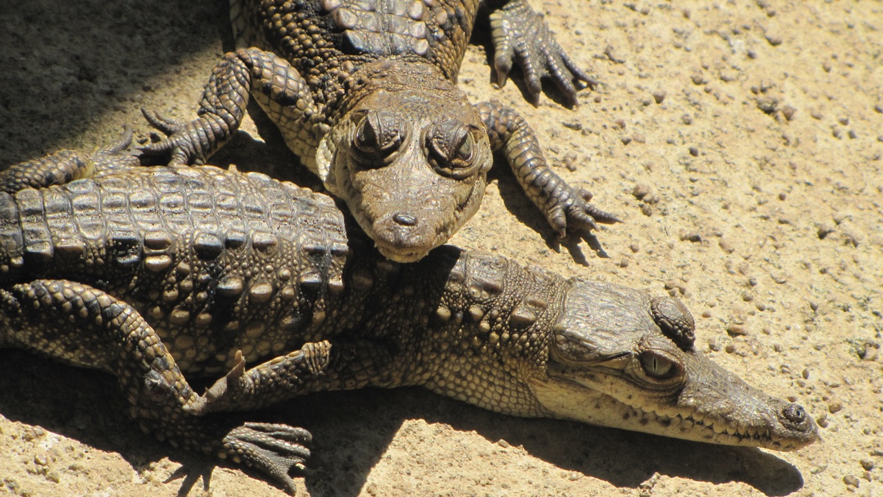 Baby crocodile piles