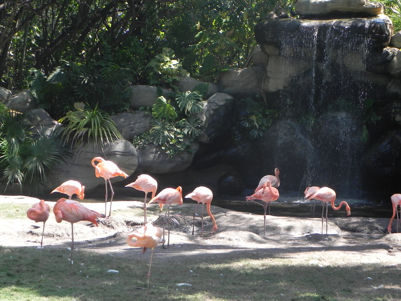 Flamingos