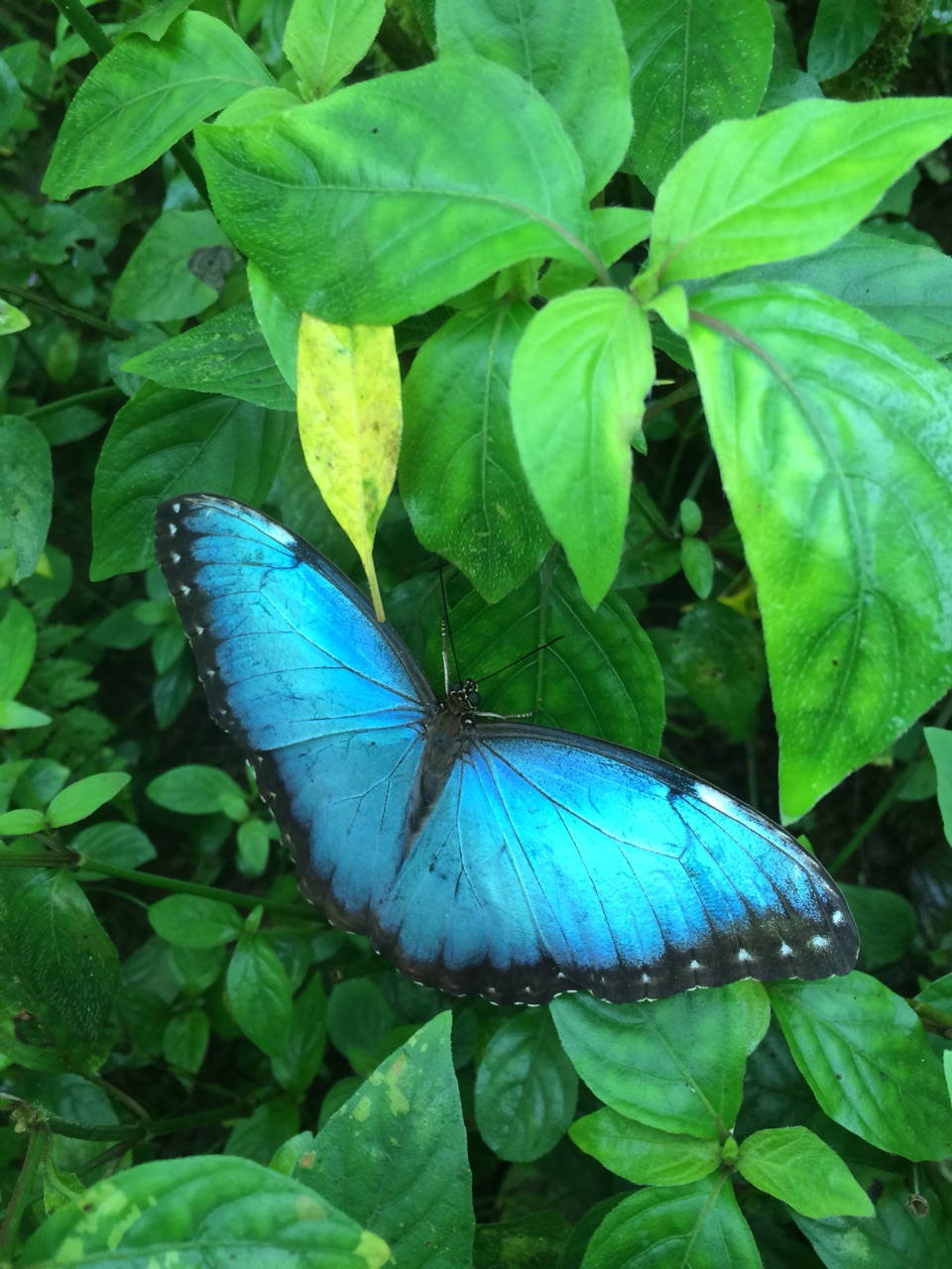 Blue morpho