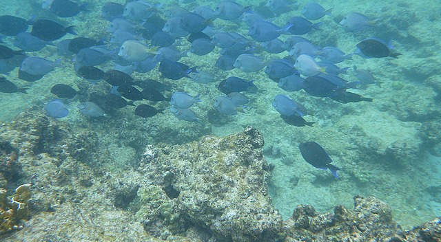 School of blue tangs