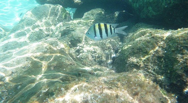 Sargent Major at Princess Cay