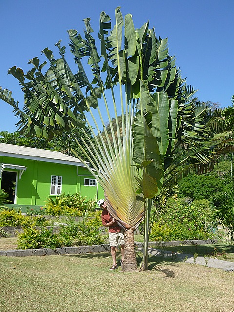 Jeff and a huge palm
