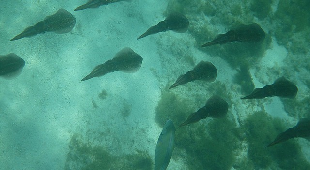 School of cuttlefish (or maybe squid)?