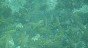 Huge school of yellowjacks