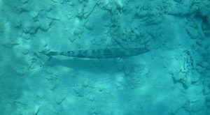 Juvenile barracuda hanging out
