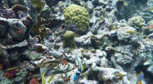 Unbelievable coral on Klein Bonaire