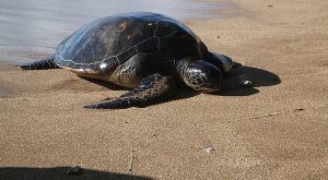 Turtle