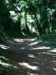 The path to Honolua-Mokule'ia Bay