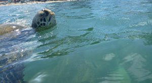 Turtle surfacing right next to me