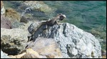 Lots of iguanas on St. Thomas.