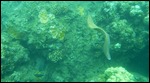Free swimming green eel